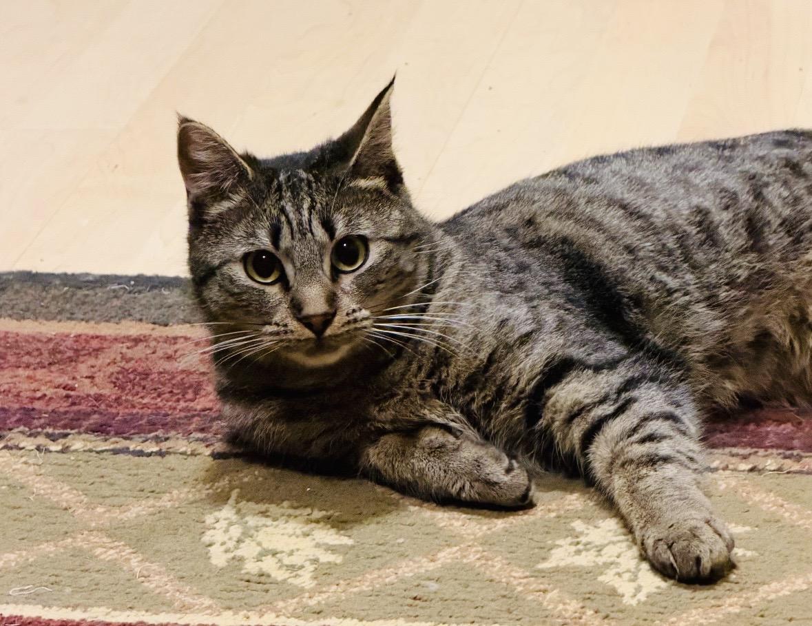 Enlarge Harmony, a Adoptable Domestic Short Hair in Wasilla, AK image 1/2