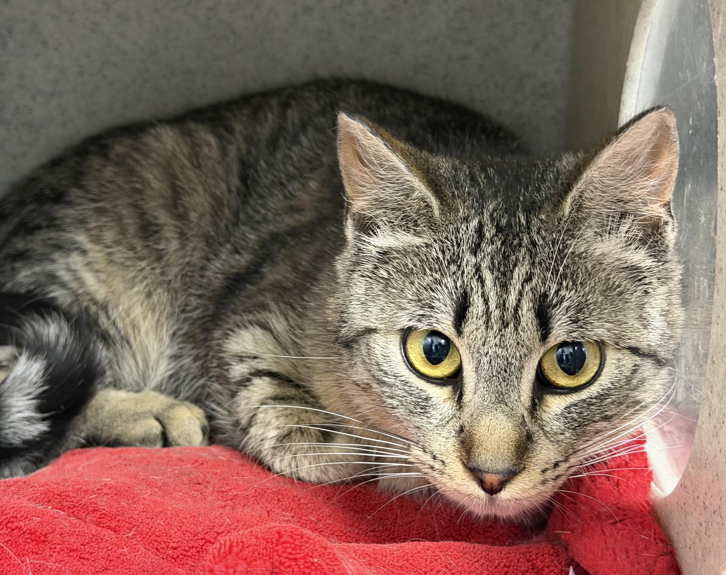 Enlarge Harmony, a Adoptable Domestic Short Hair in Wasilla, AK image 1/1