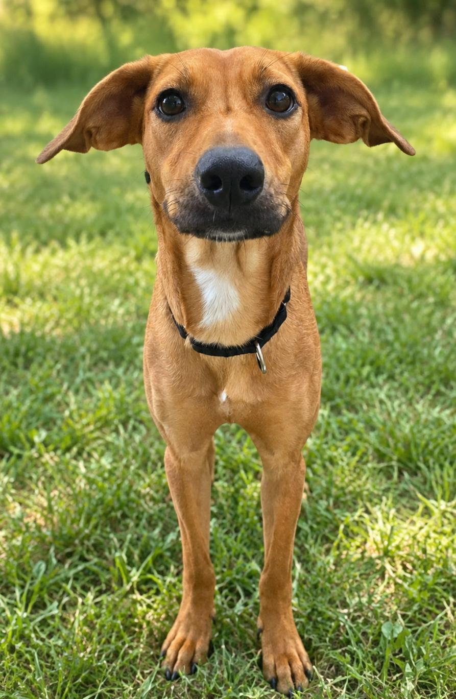 Enlarge Raya, a Adoptable mixed breed in Salem, NH image 1/4