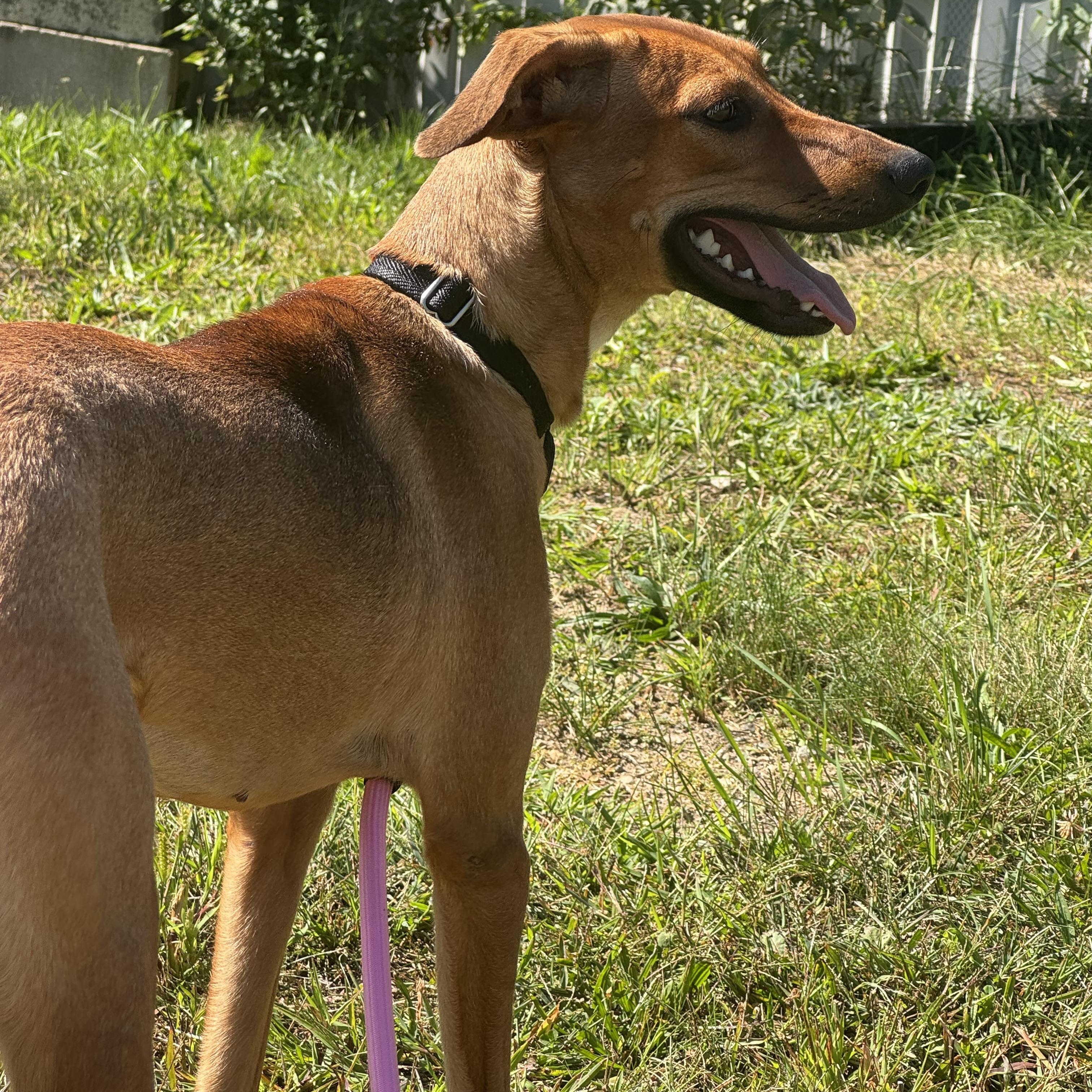 Enlarge Raya, a Adoptable mixed breed in Salem, NH image 2/4