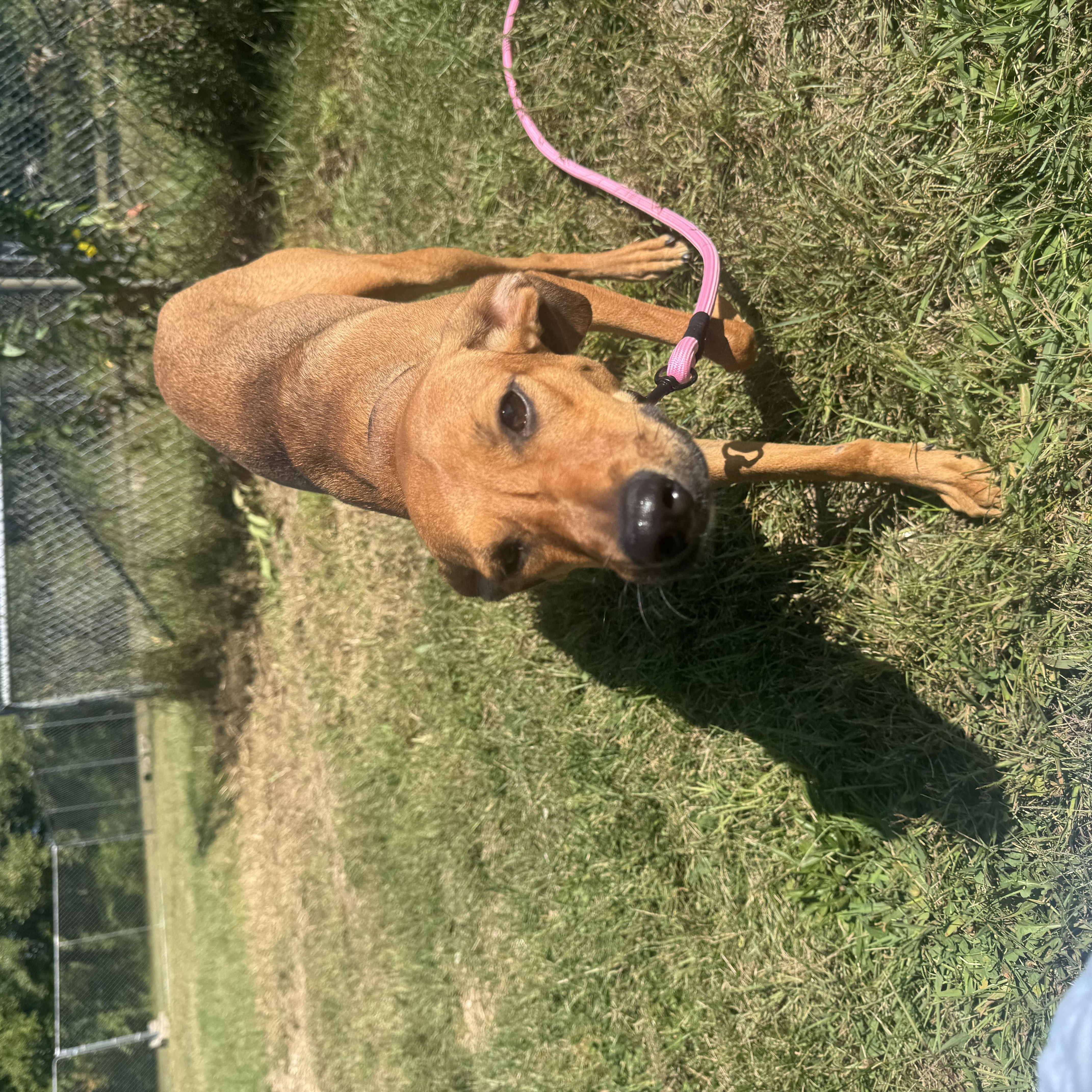 Enlarge Raya, a Adoptable mixed breed in Salem, NH image 3/4