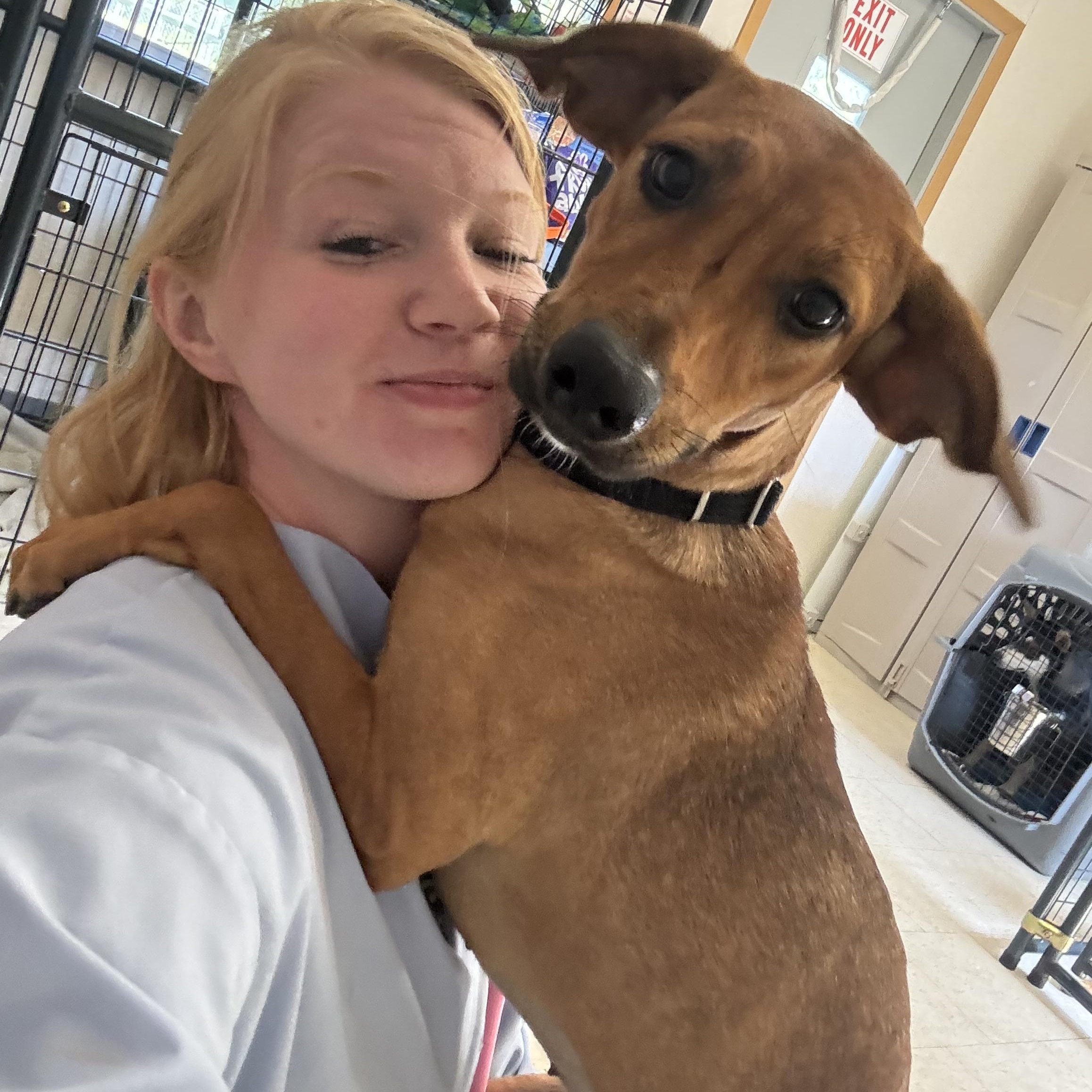 Enlarge Raya, a Adoptable mixed breed in Salem, NH image 4/4