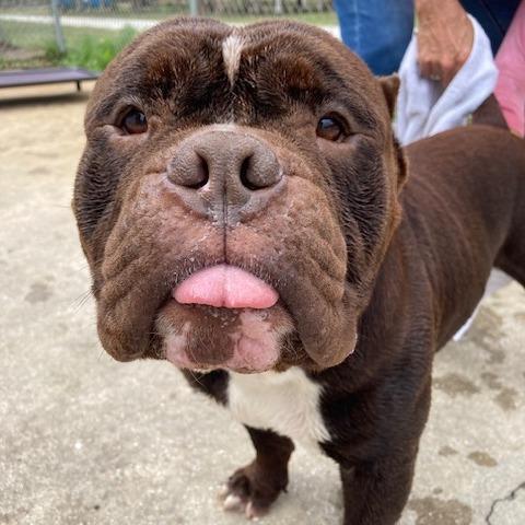 Enlarge Sir DUGGLES (598), a Adoptable mixed breed in Indiantown, FL image 3/6