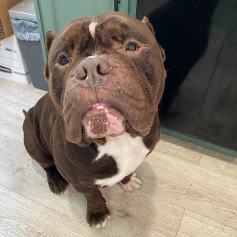 Enlarge Sir DUGGLES (598), a Adoptable mixed breed in Indiantown, FL image 5/6