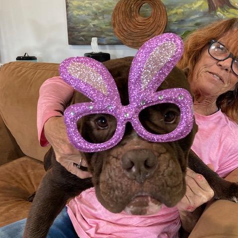 Enlarge Sir DUGGLES (598), a Adoptable mixed breed in Indiantown, FL image 6/6