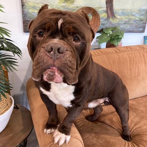 Sir DUGGLES (598), Adoptable, Adult Male English Bulldog & English Bulldog.