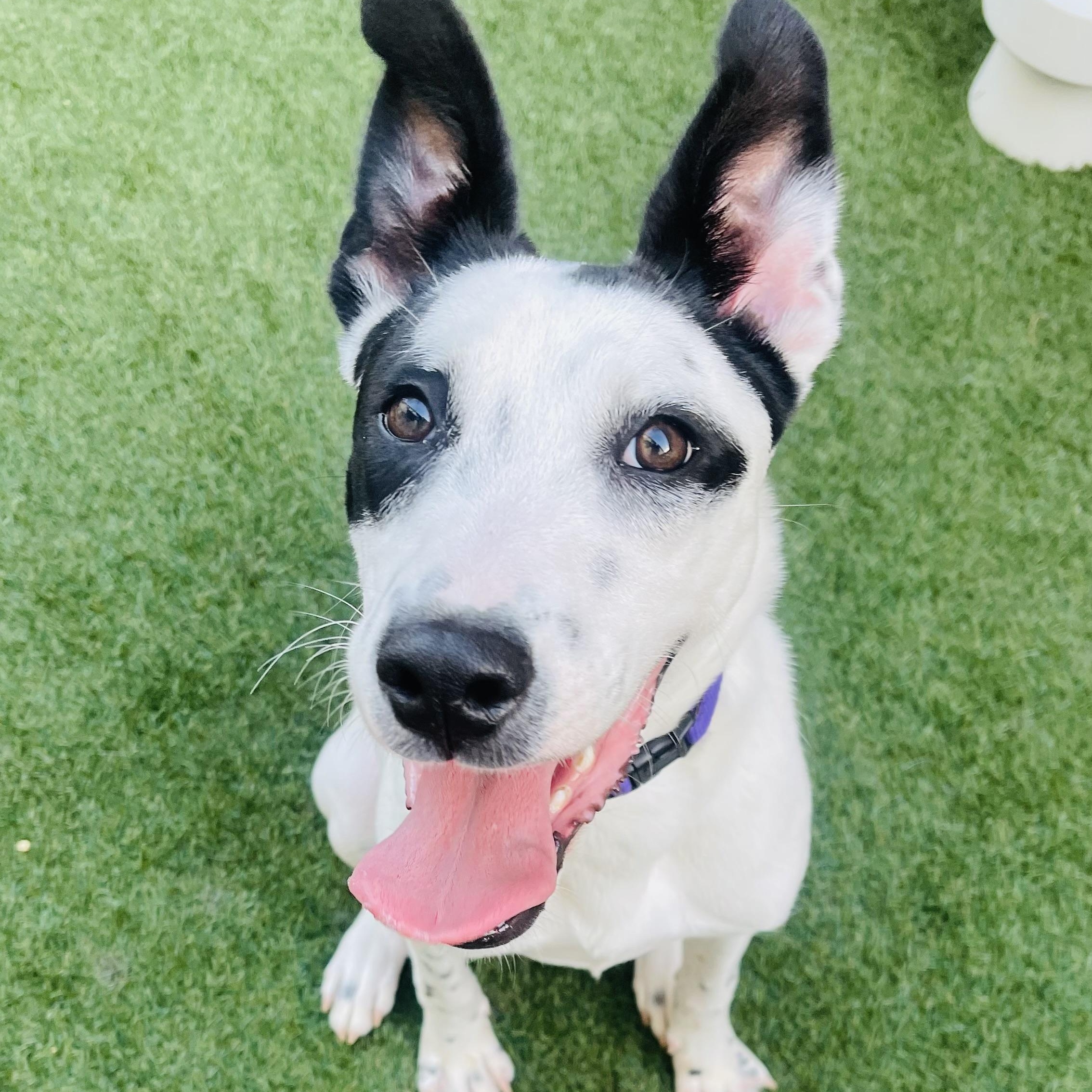 Enlarge Vi, a Adoptable mixed breed in Austin, TX image 3/6