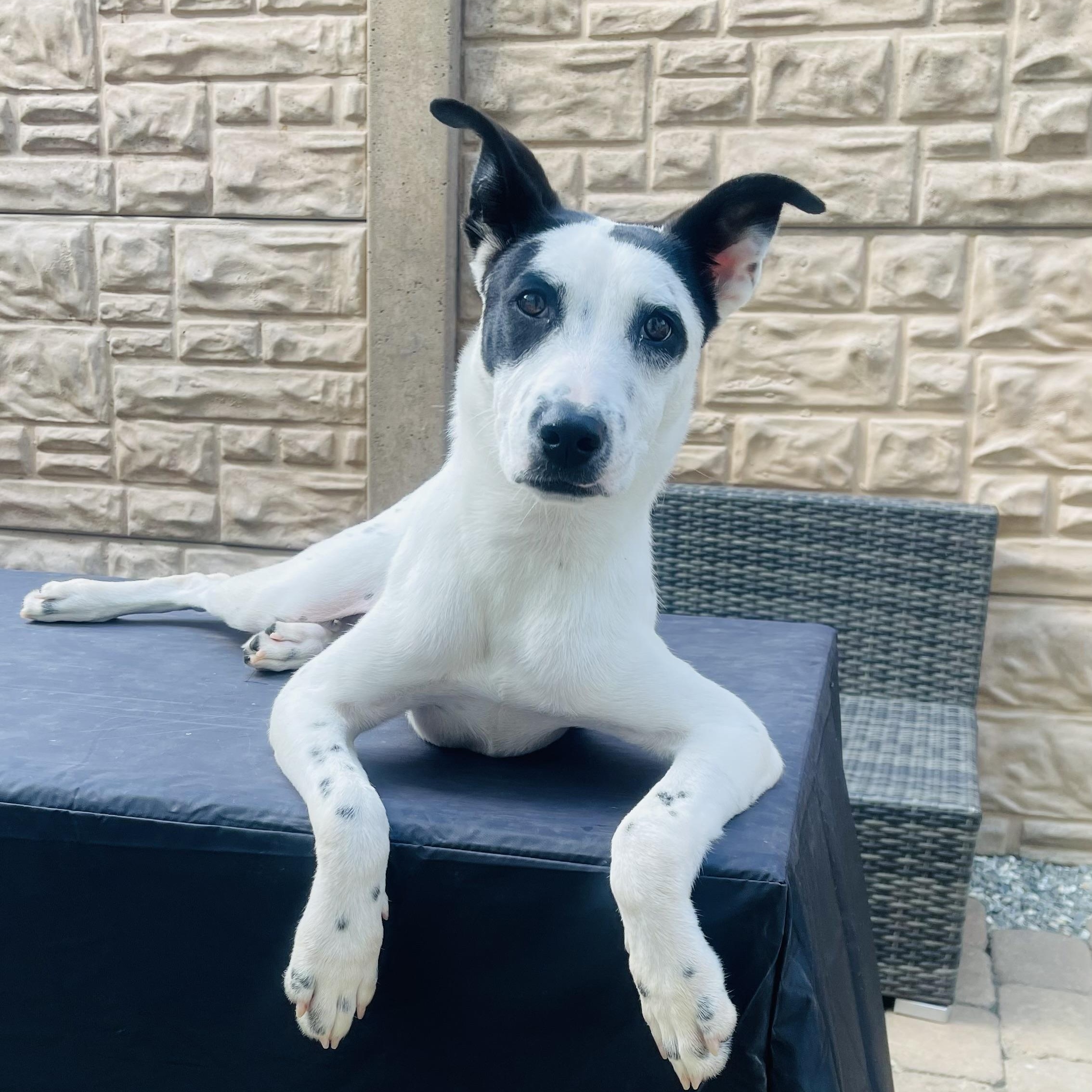 Enlarge Vi, a Adoptable mixed breed in Austin, TX image 5/6