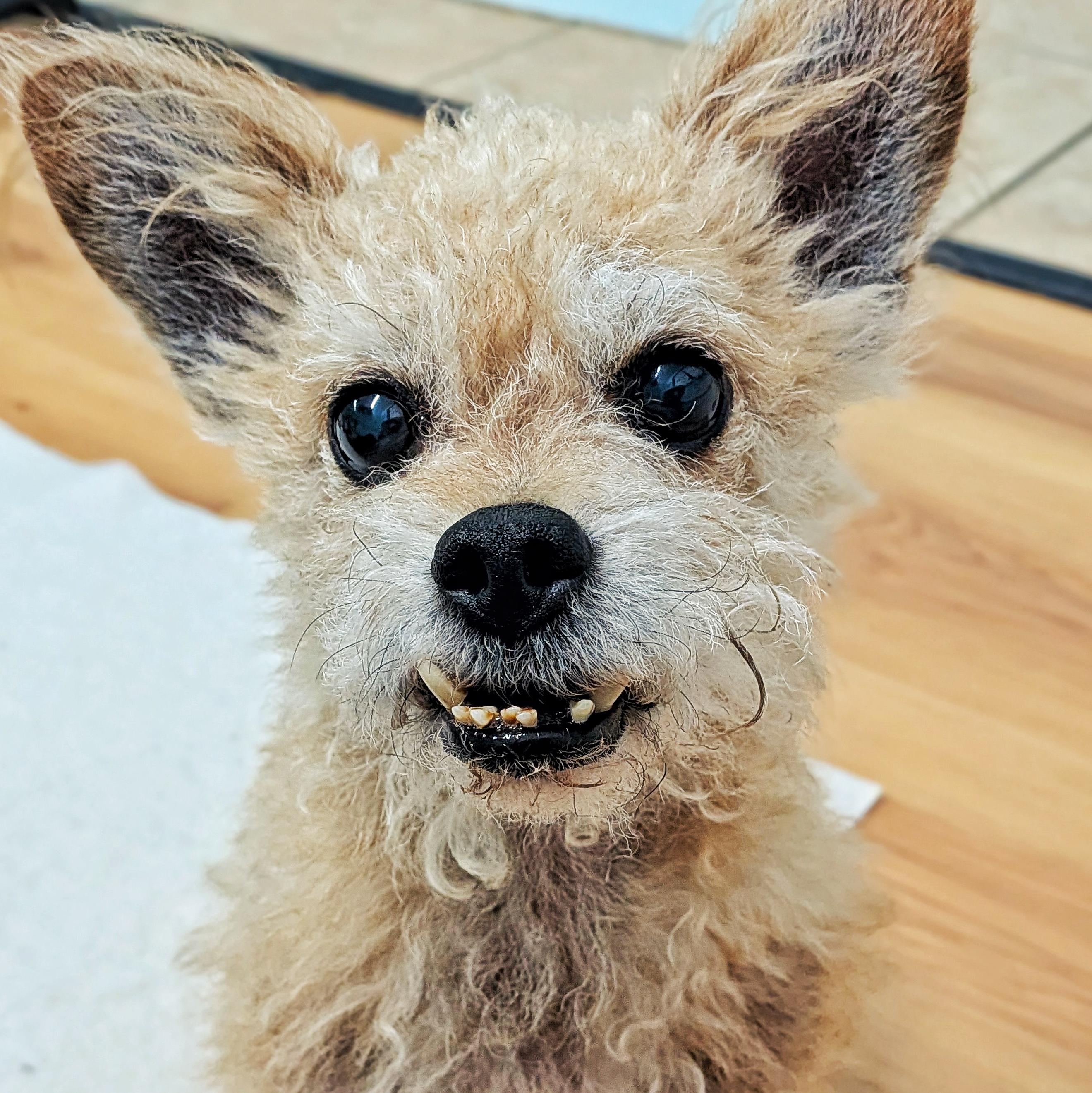 Benji, Adoptable, Senior Male Terrier.