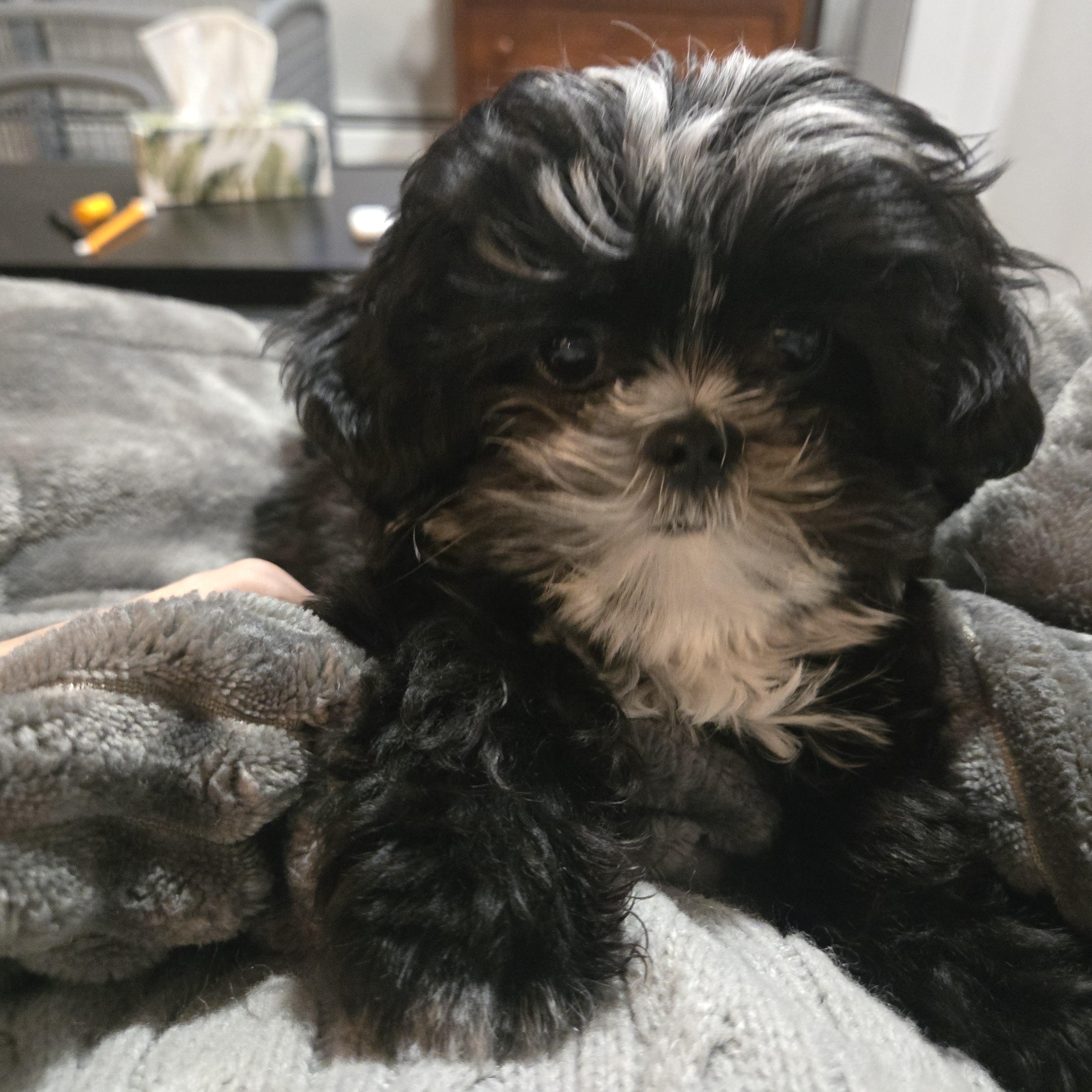 Enlarge Moe Sweet - Local Boy, an adopted mixed breed in Andover, MA image 5/6