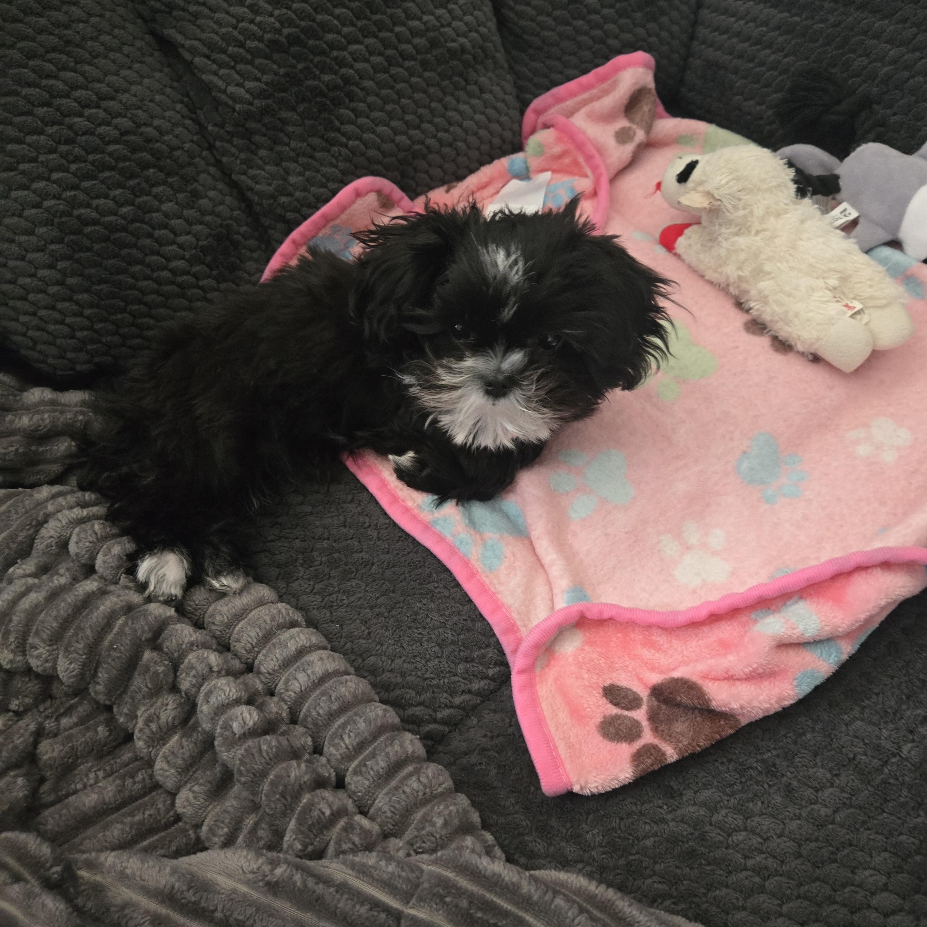 Enlarge Moe Sweet - Local Boy, an adopted mixed breed in Andover, MA image 6/6