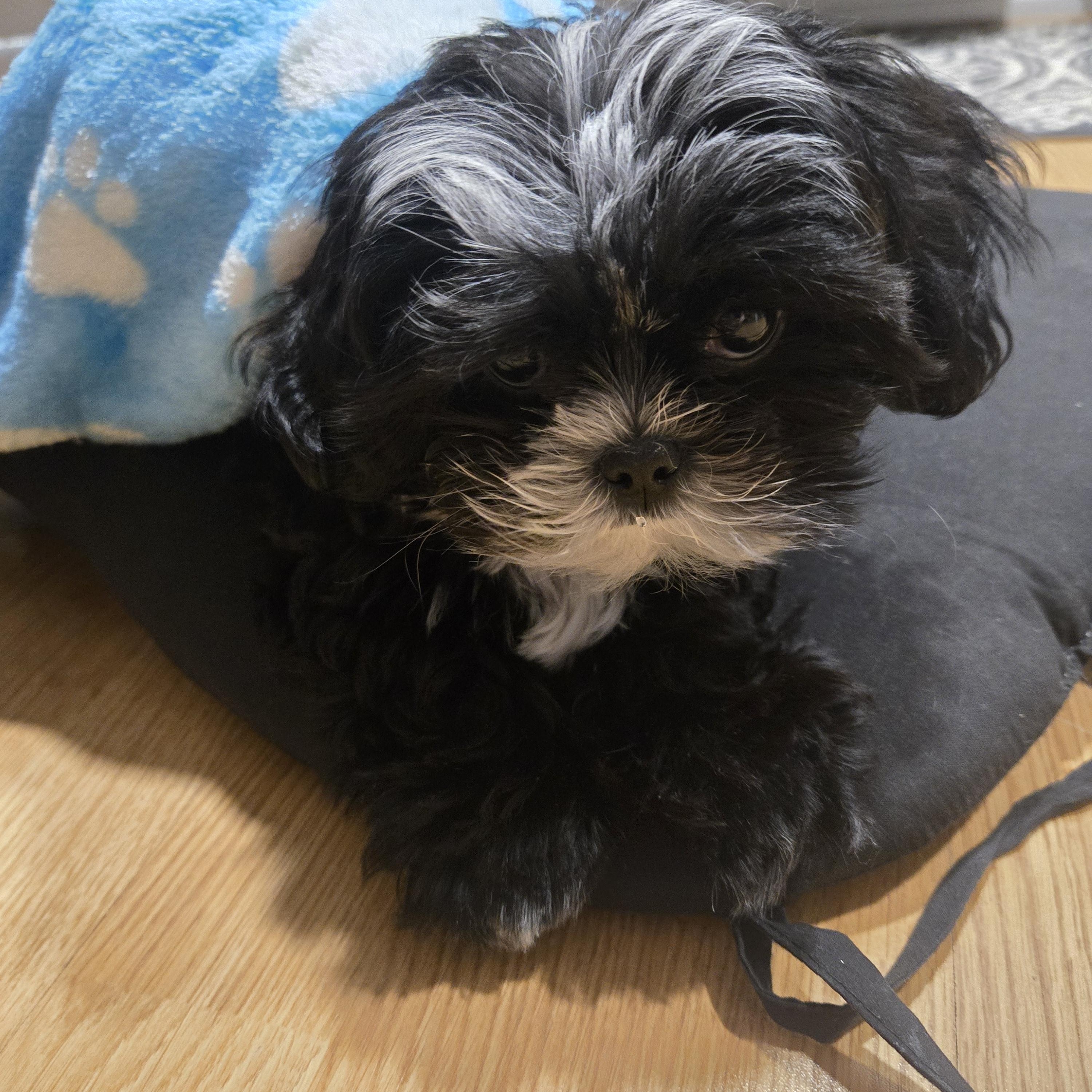 Enlarge Moe Sweet - Local Boy, an adopted mixed breed in Andover, MA image 4/6