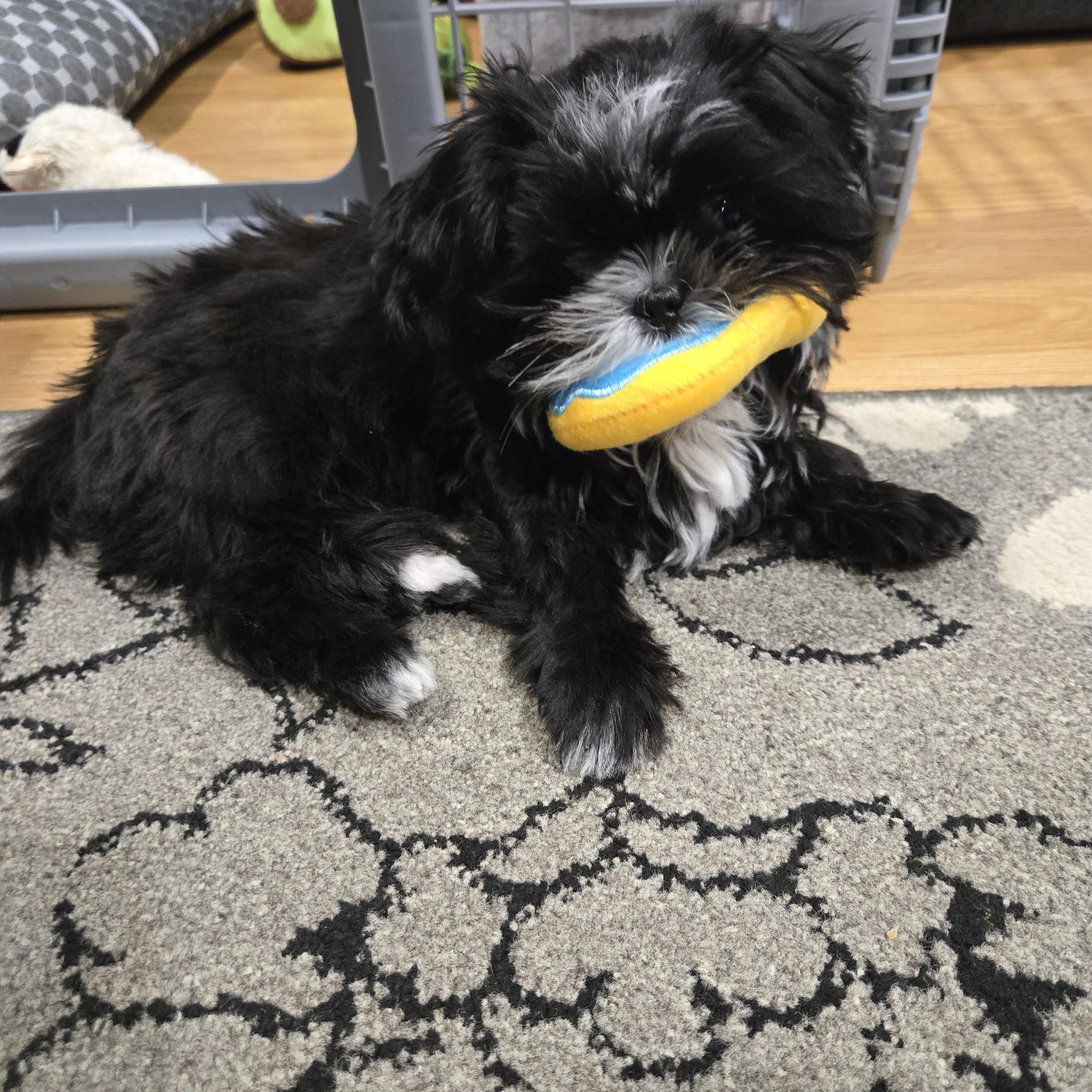 Enlarge Moe Sweet - Local Boy, an adopted mixed breed in Andover, MA image 3/6