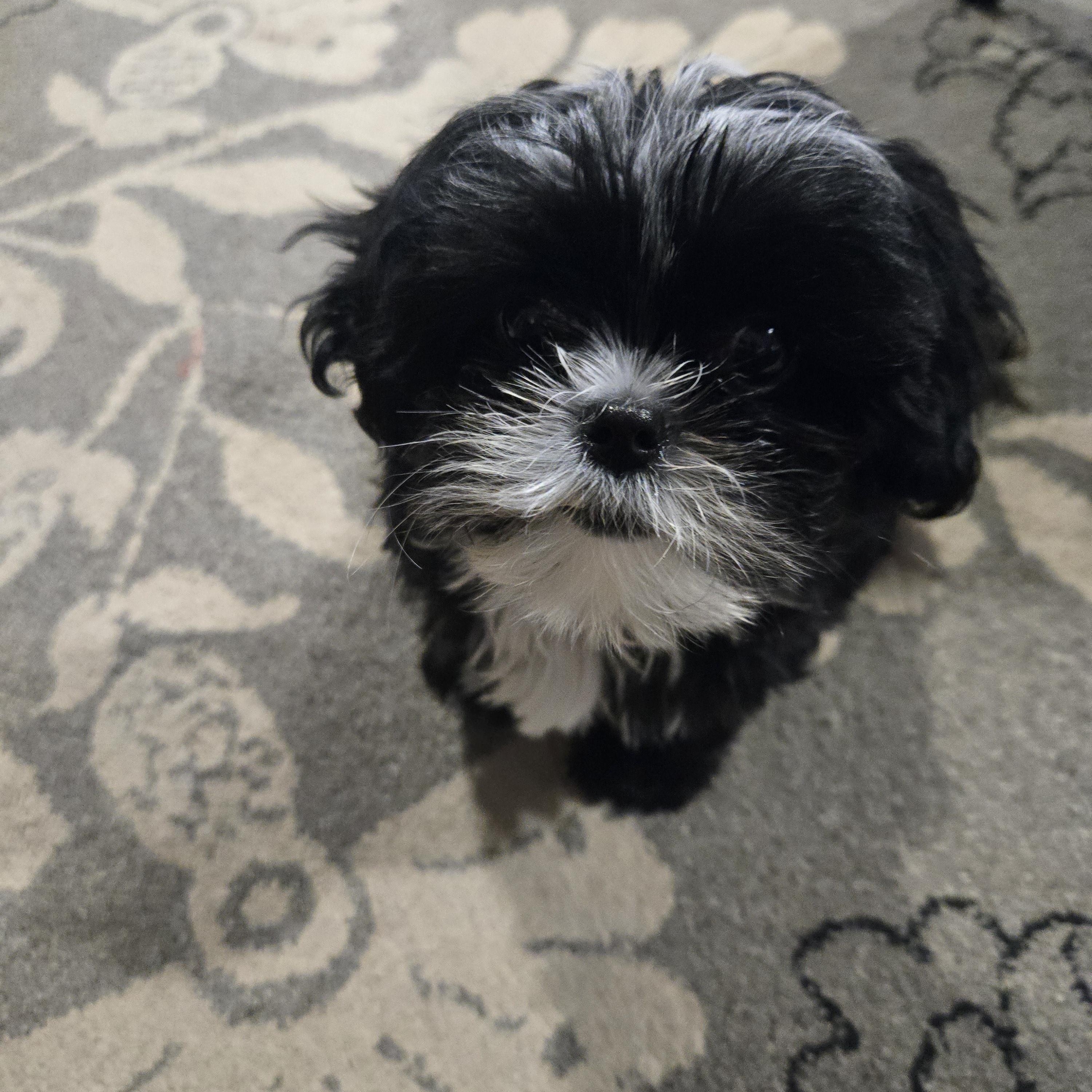 Enlarge Moe Sweet - Local Boy, an adopted mixed breed in Andover, MA image 2/6