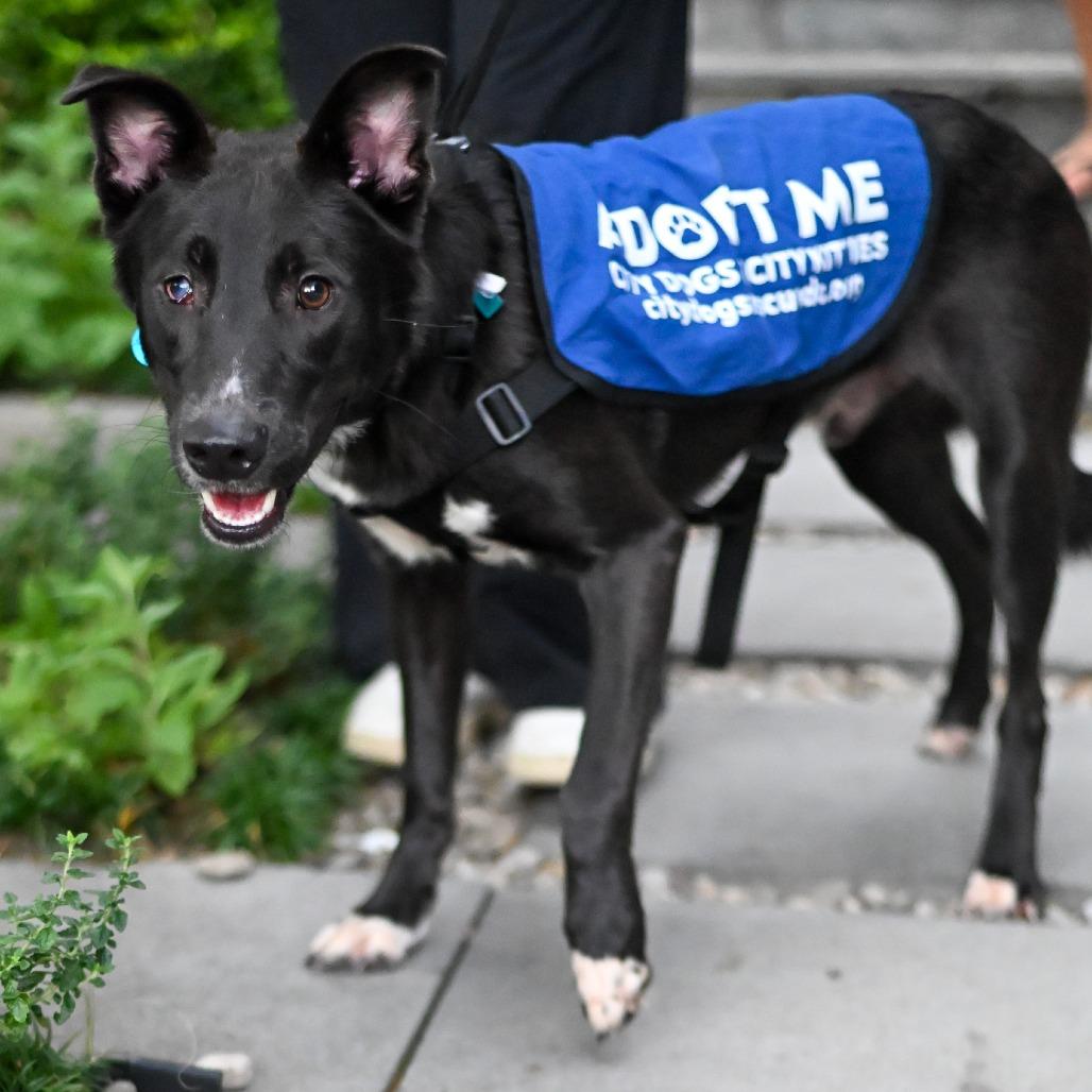 Bernard, Adoptable, Adult Male Border Collie & Mixed Breed.