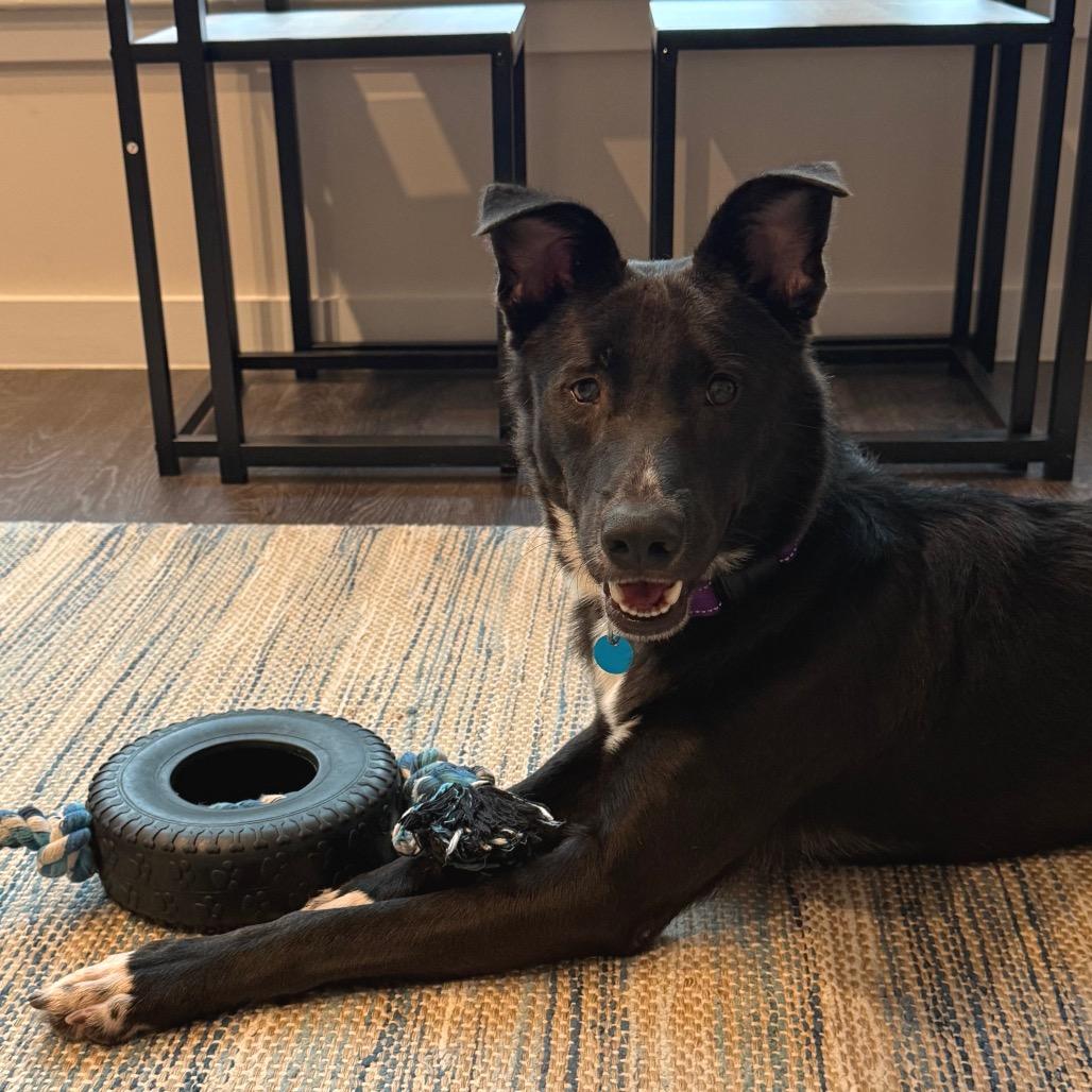 Enlarge Bernard, a Adoptable mixed breed in Washington, DC image 2/6