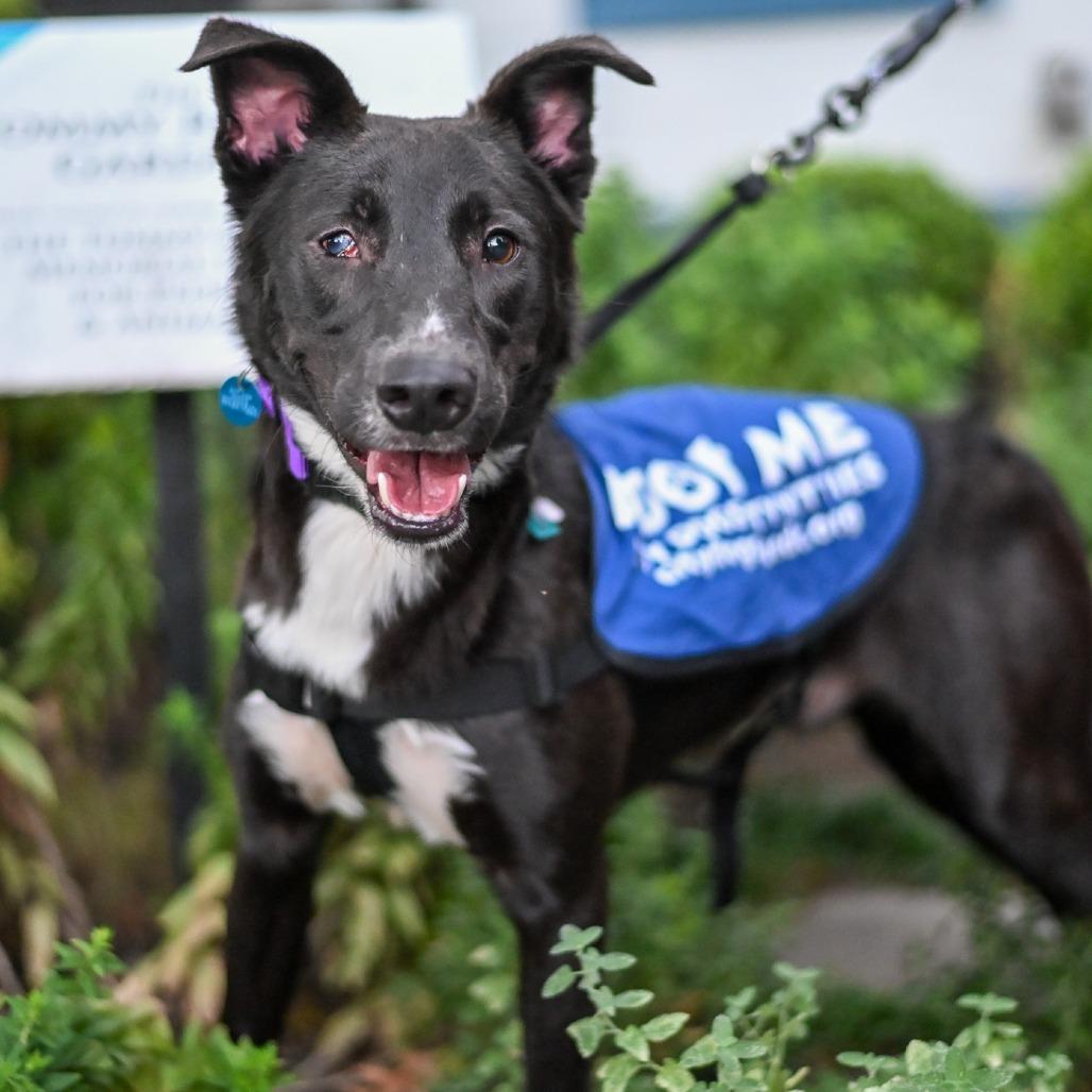 Enlarge Bernard, a Adoptable mixed breed in Washington, DC image 3/6
