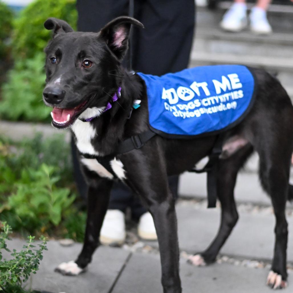 Enlarge Bernard, a Adoptable mixed breed in Washington, DC image 4/6
