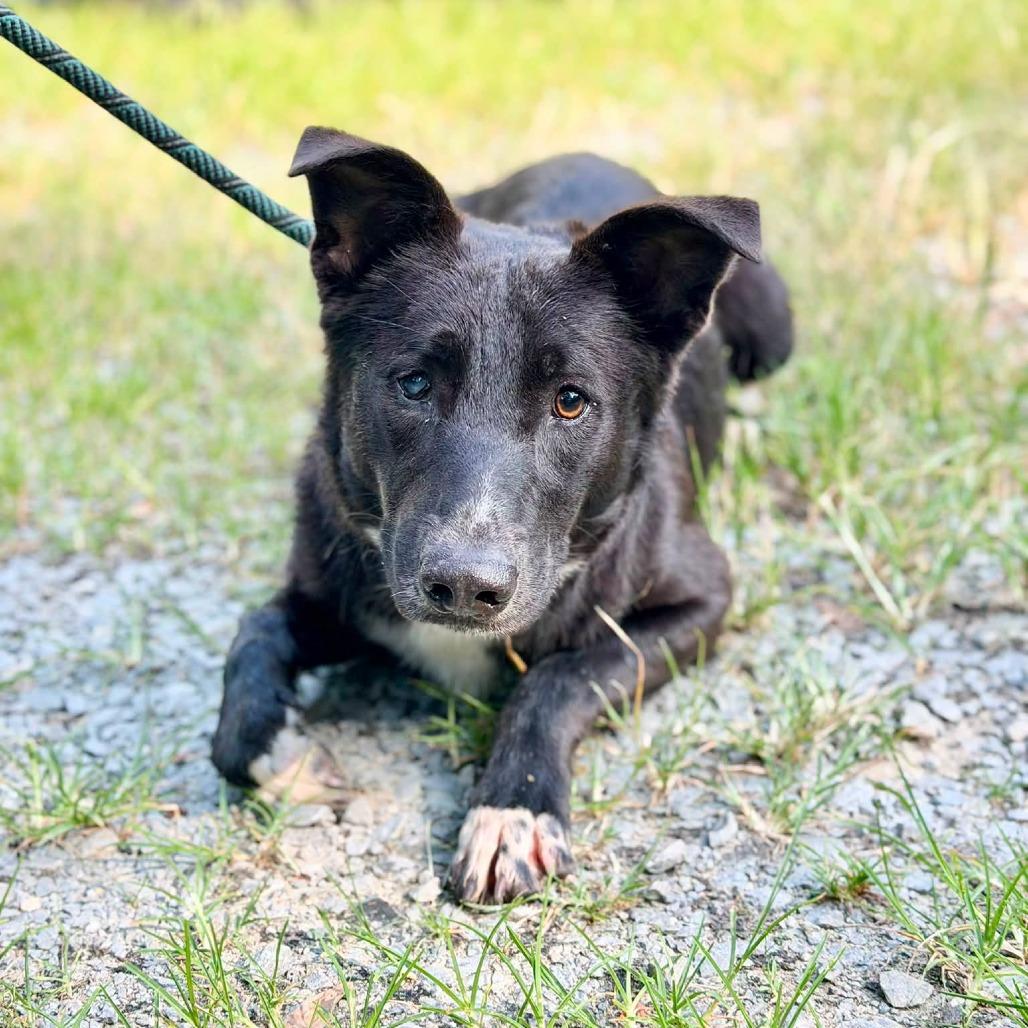 Enlarge Bernard, a Adoptable mixed breed in Washington, DC image 5/6