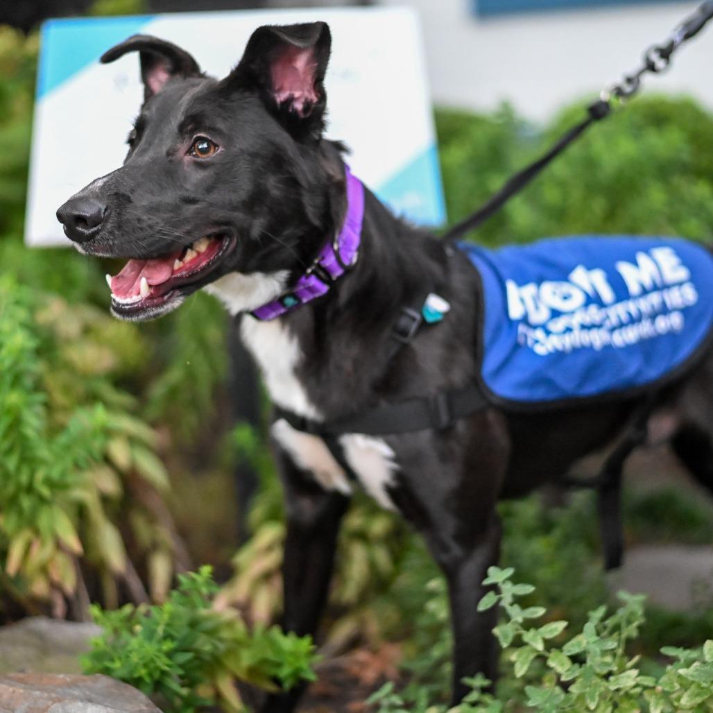 Enlarge Bernard, a Adoptable mixed breed in Washington, DC image 6/6
