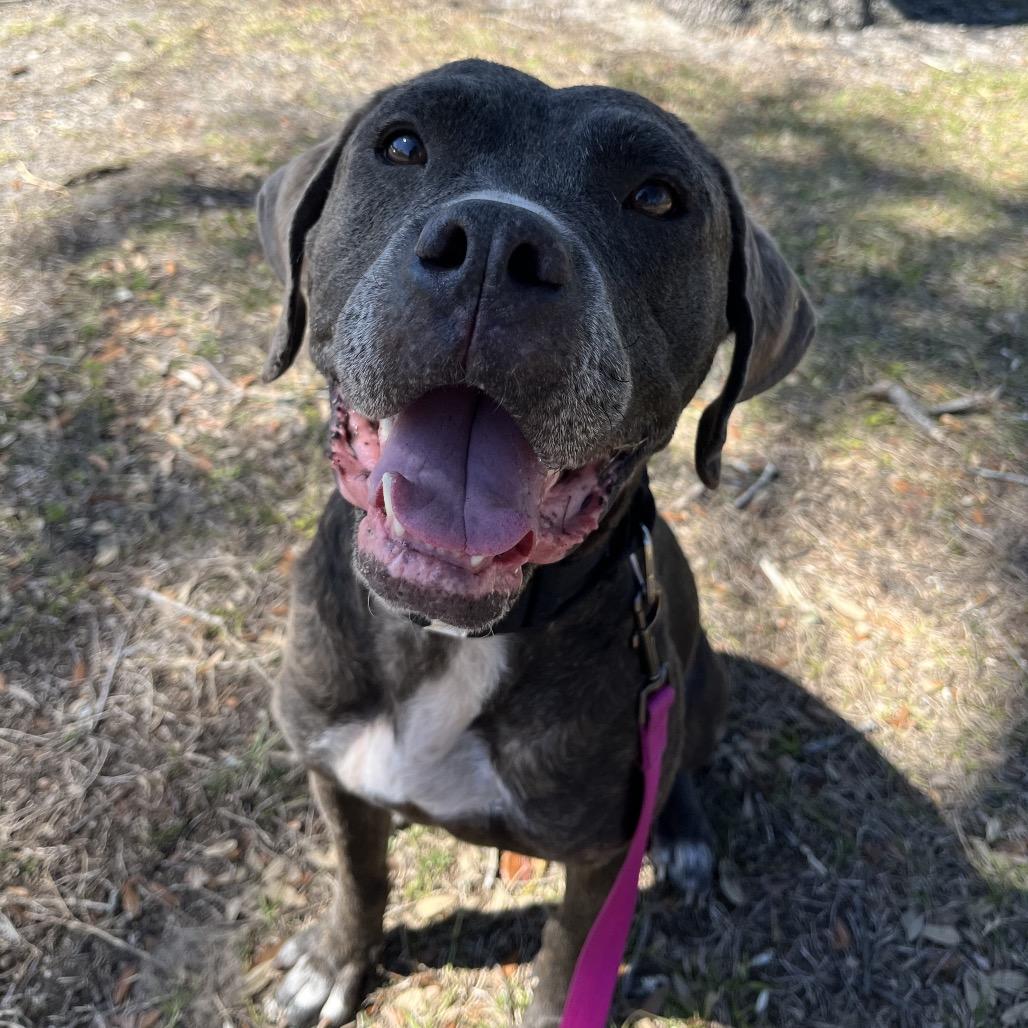 Destiny, Adoptable, Adult Female Mixed Breed.