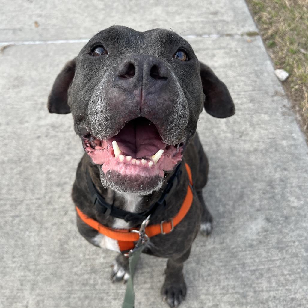 Enlarge Destiny, a Adoptable Mixed Breed in Jacksonville, FL image 2/6