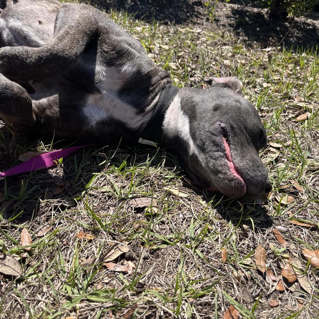 Enlarge Destiny, a Adoptable Mixed Breed in Jacksonville, FL image 3/6