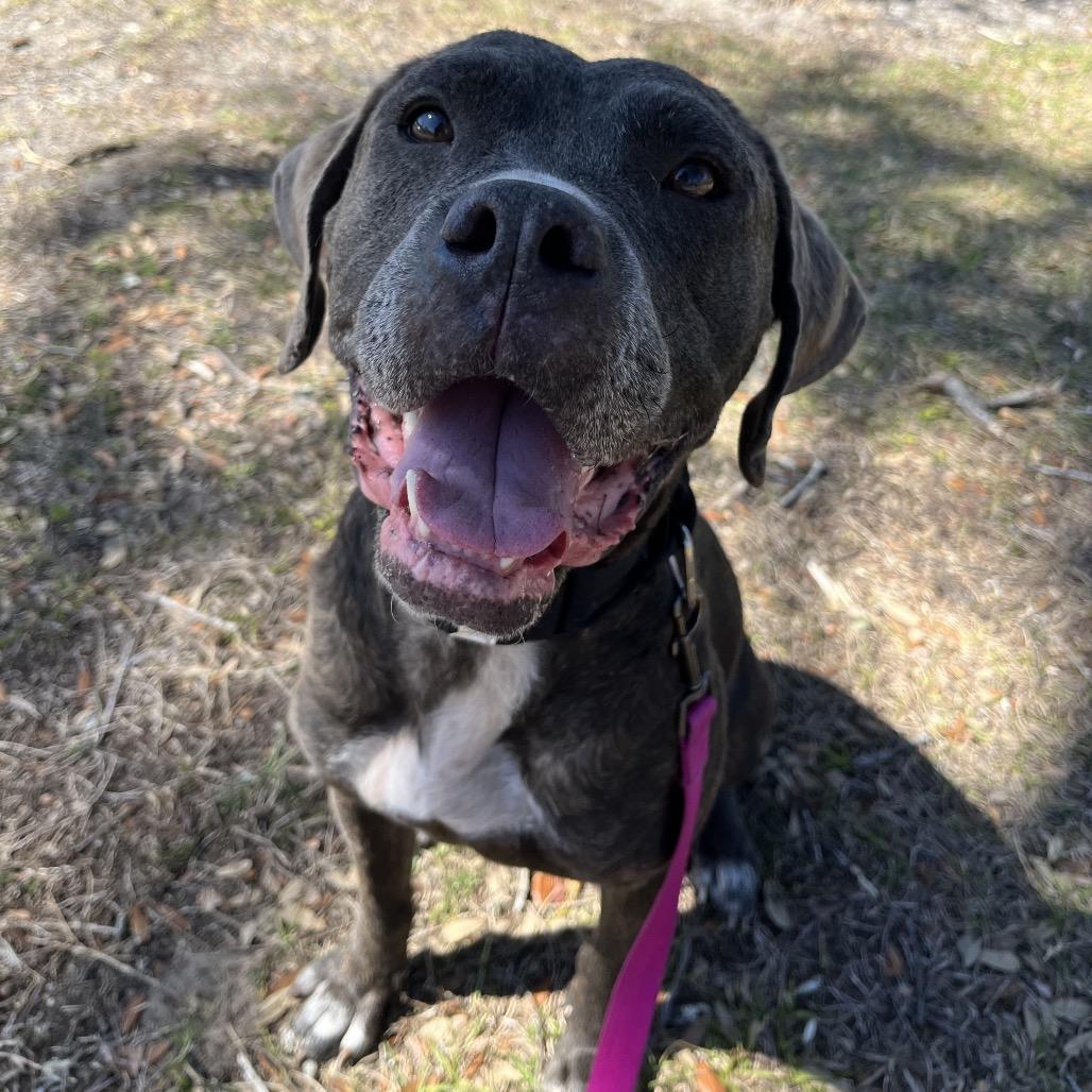 Enlarge Destiny, a Adoptable Mixed Breed in Jacksonville, FL image 4/6