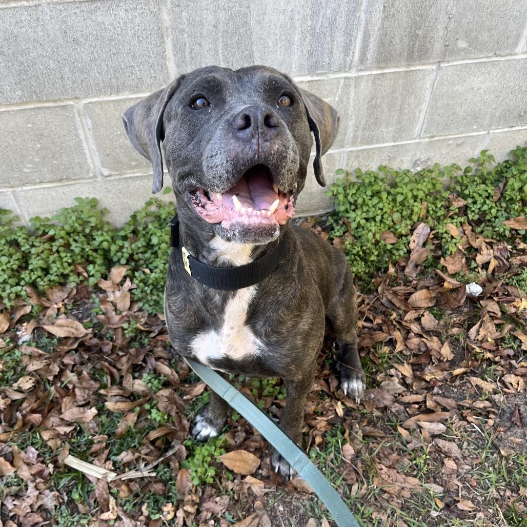 Enlarge Destiny, a Adoptable Mixed Breed in Jacksonville, FL image 5/6