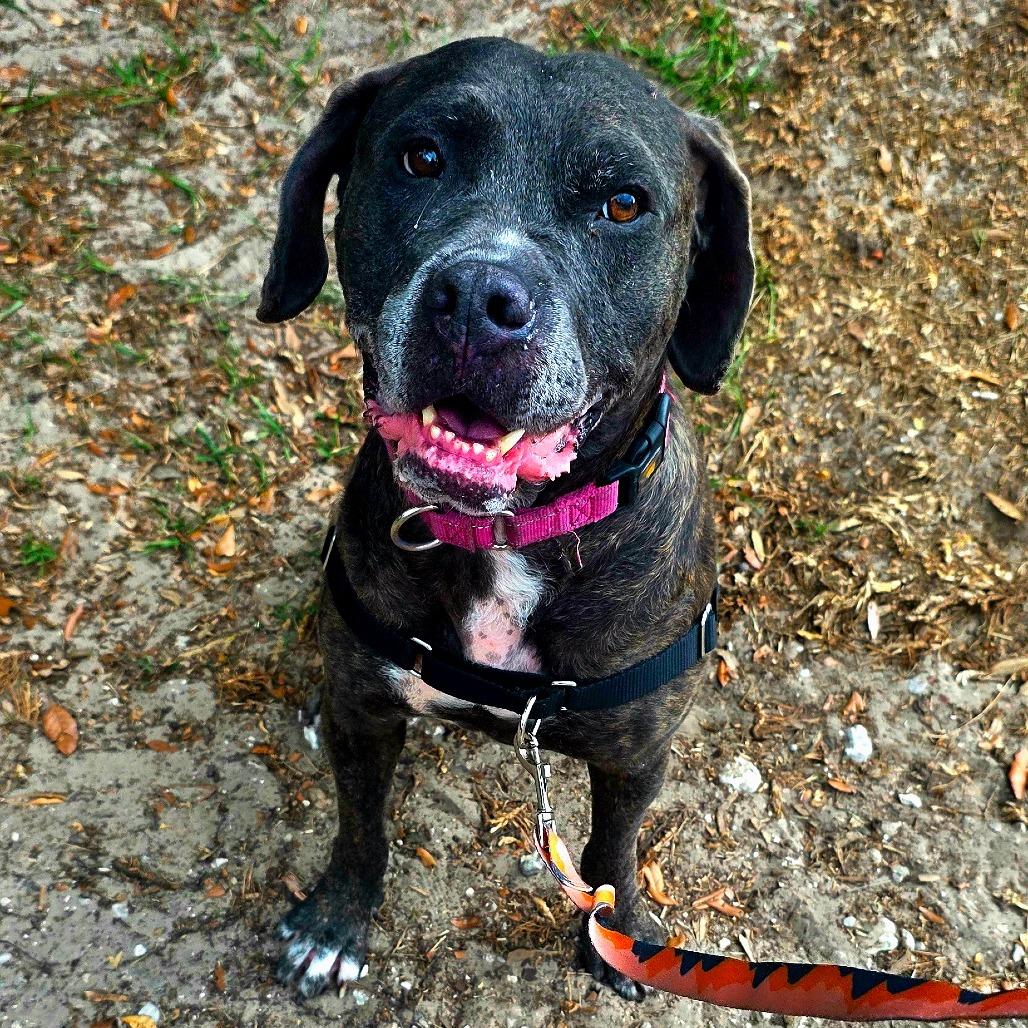 Enlarge Destiny, a Adoptable Mixed Breed in Jacksonville, FL image 6/6