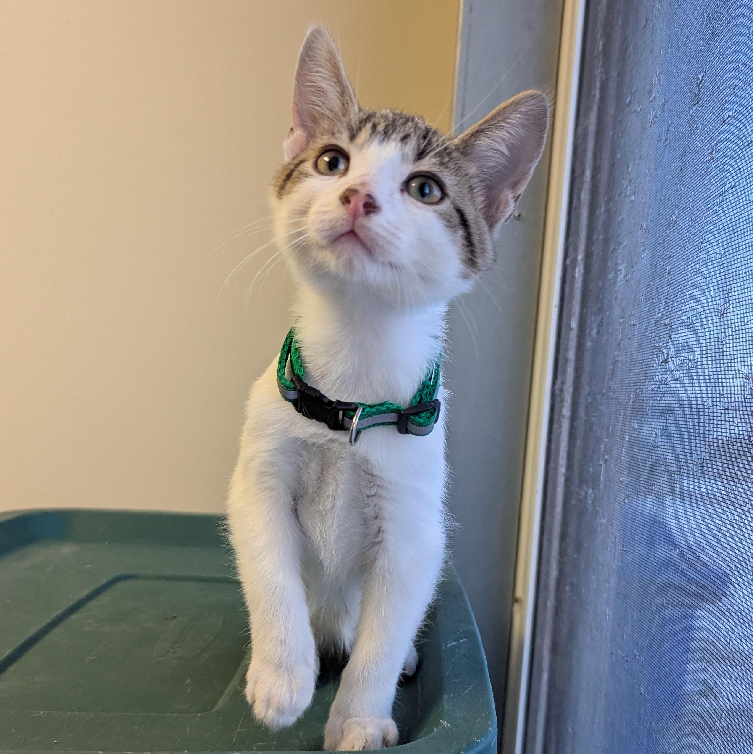 Dustin Henderson, ADOPTABLE, Young Male Domestic Short Hair.