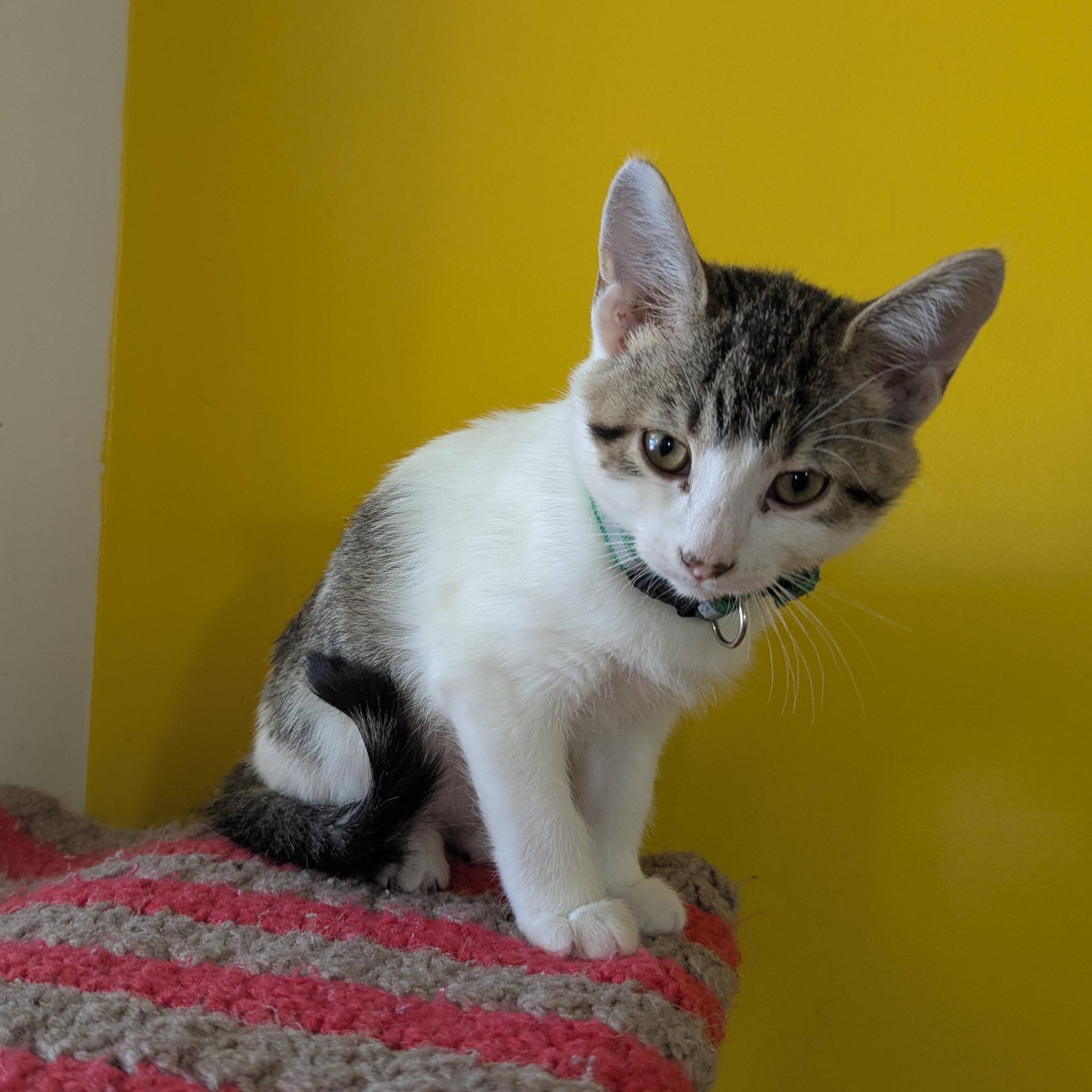 Enlarge Dustin Henderson, a ADOPTABLE Domestic Short Hair in Morden, MB image 4/5