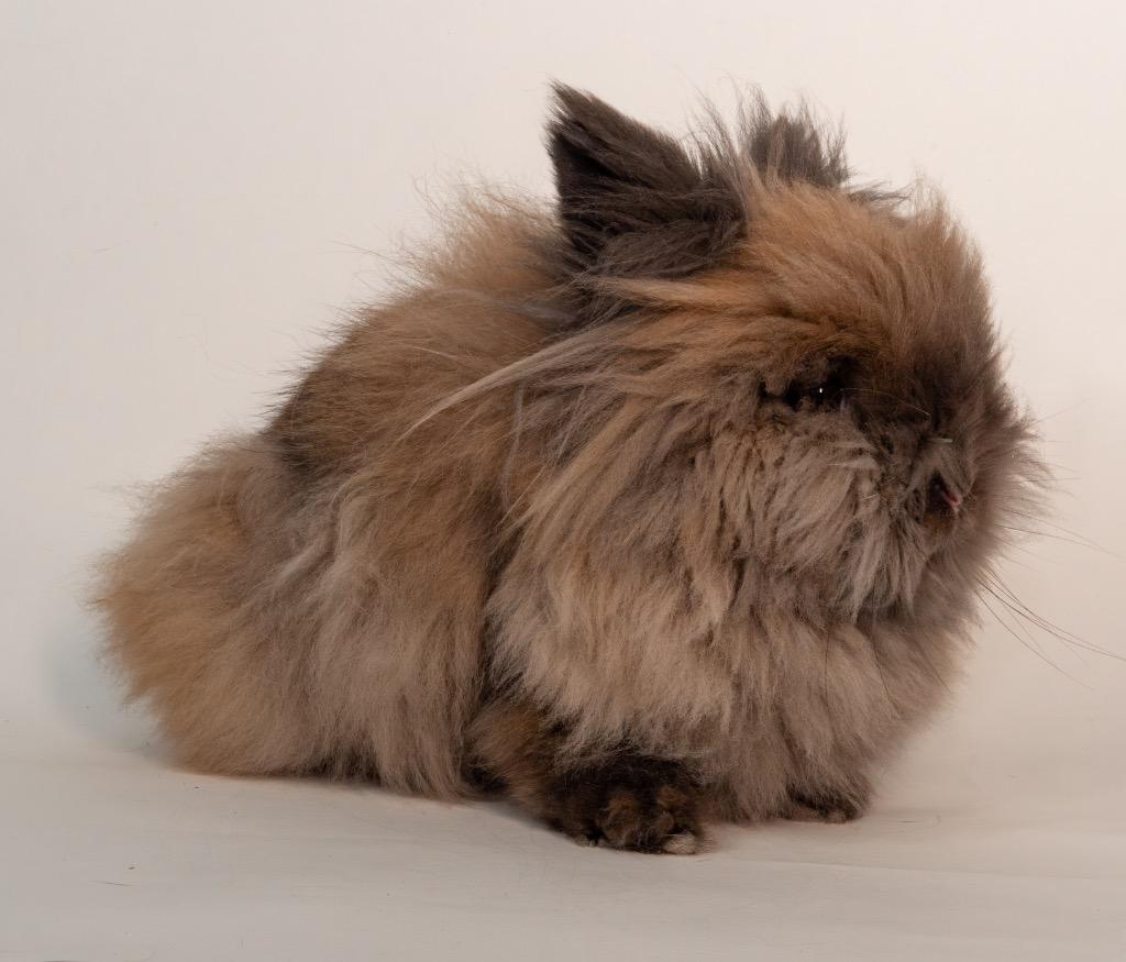 Wafer, Adoptable, Adult Female Lionhead.