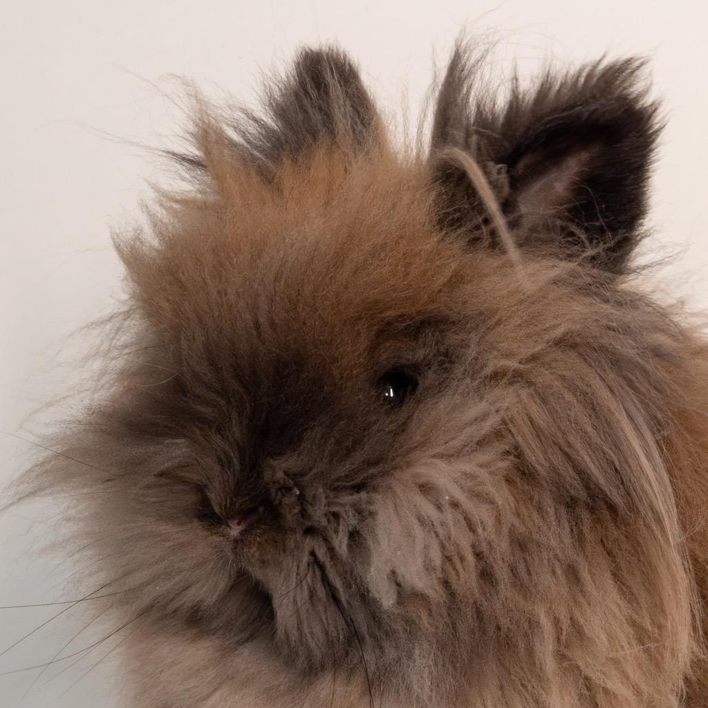 Enlarge Wafer, a Adoptable Lionhead in San Francisco, CA image 2/6