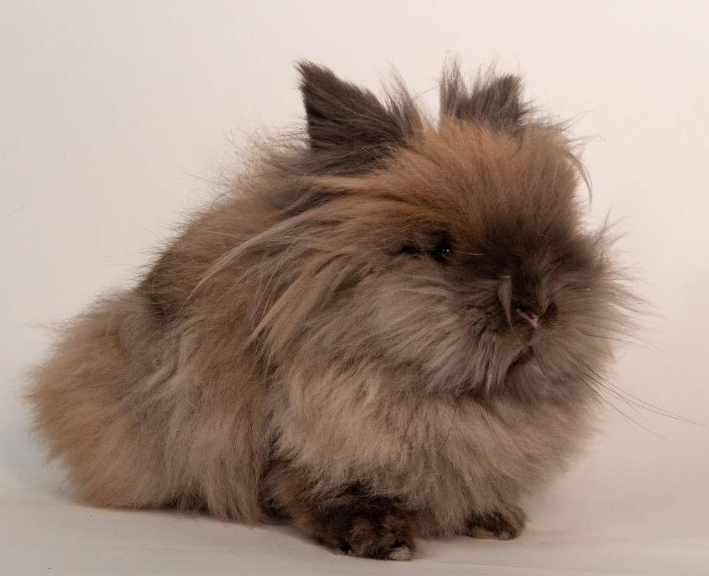 Enlarge Wafer, a Adoptable Lionhead in San Francisco, CA image 3/6