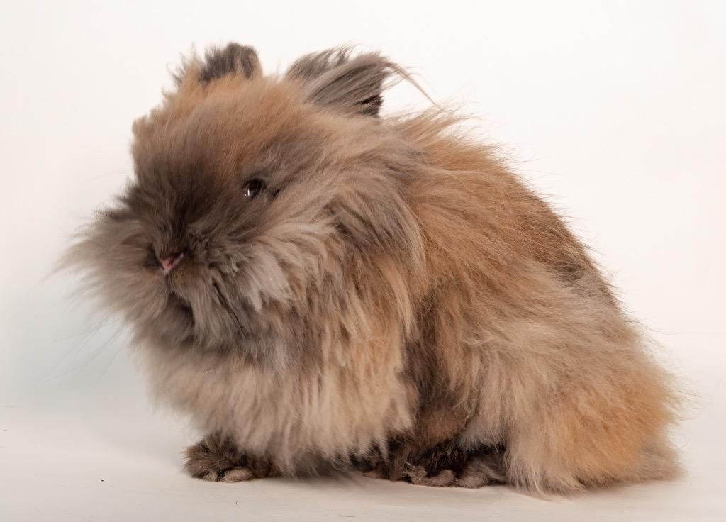 Enlarge Wafer, a Adoptable Lionhead in San Francisco, CA image 4/6