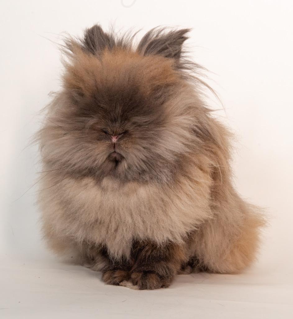Enlarge Wafer, a Adoptable Lionhead in San Francisco, CA image 5/6