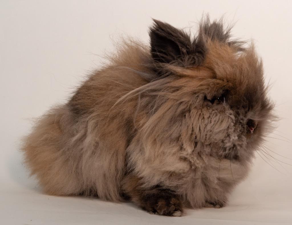 Enlarge Wafer, a Adoptable Lionhead in San Francisco, CA image 6/6