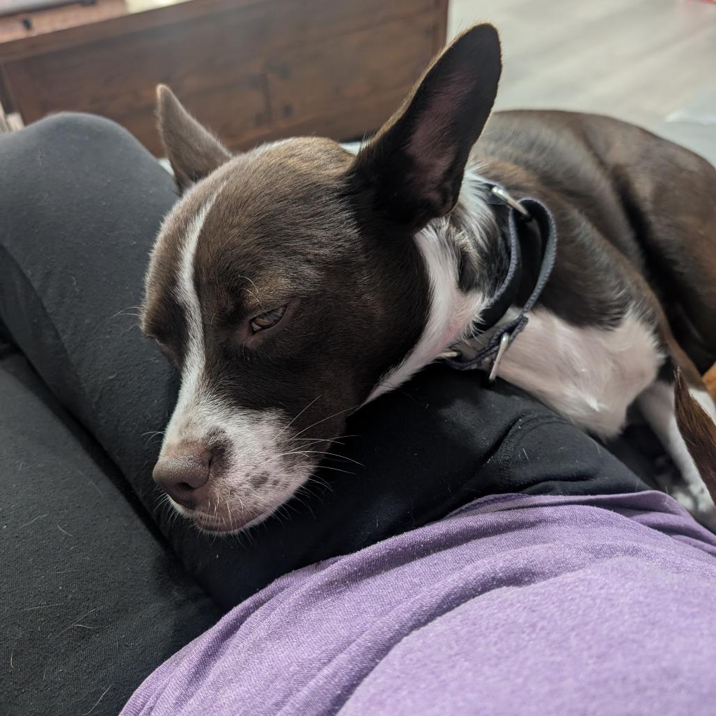 Molly, Adoptable, Young Female Mixed Breed.