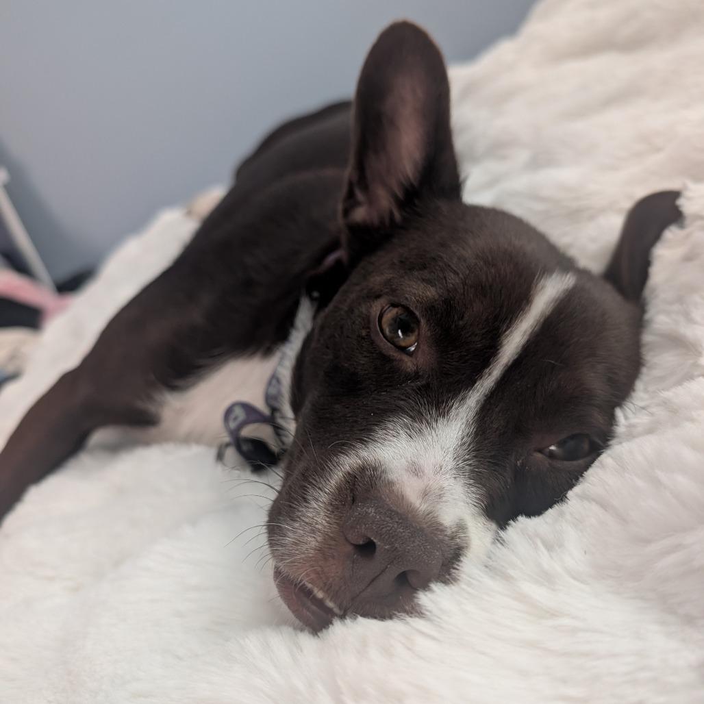 Enlarge Molly, a Adoptable Mixed Breed in Mebane, NC image 2/5