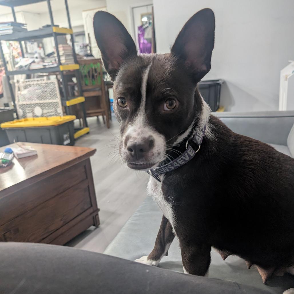 Enlarge Molly, a Adoptable Mixed Breed in Mebane, NC image 4/5