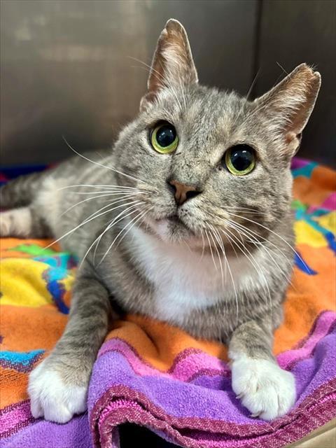 Enlarge EARL, a Adoptable Domestic Short Hair in York, SC image 1/1