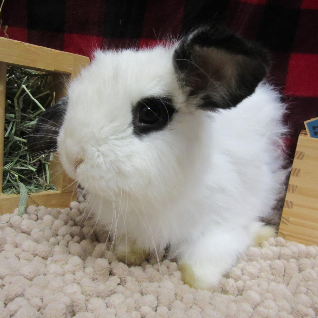 Otis, a Adoptable American Fuzzy Lop in Newport, PA image 1/4