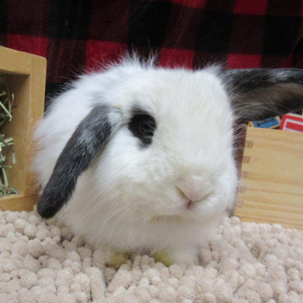 Otis, a Adoptable American Fuzzy Lop in Newport, PA image 2/4