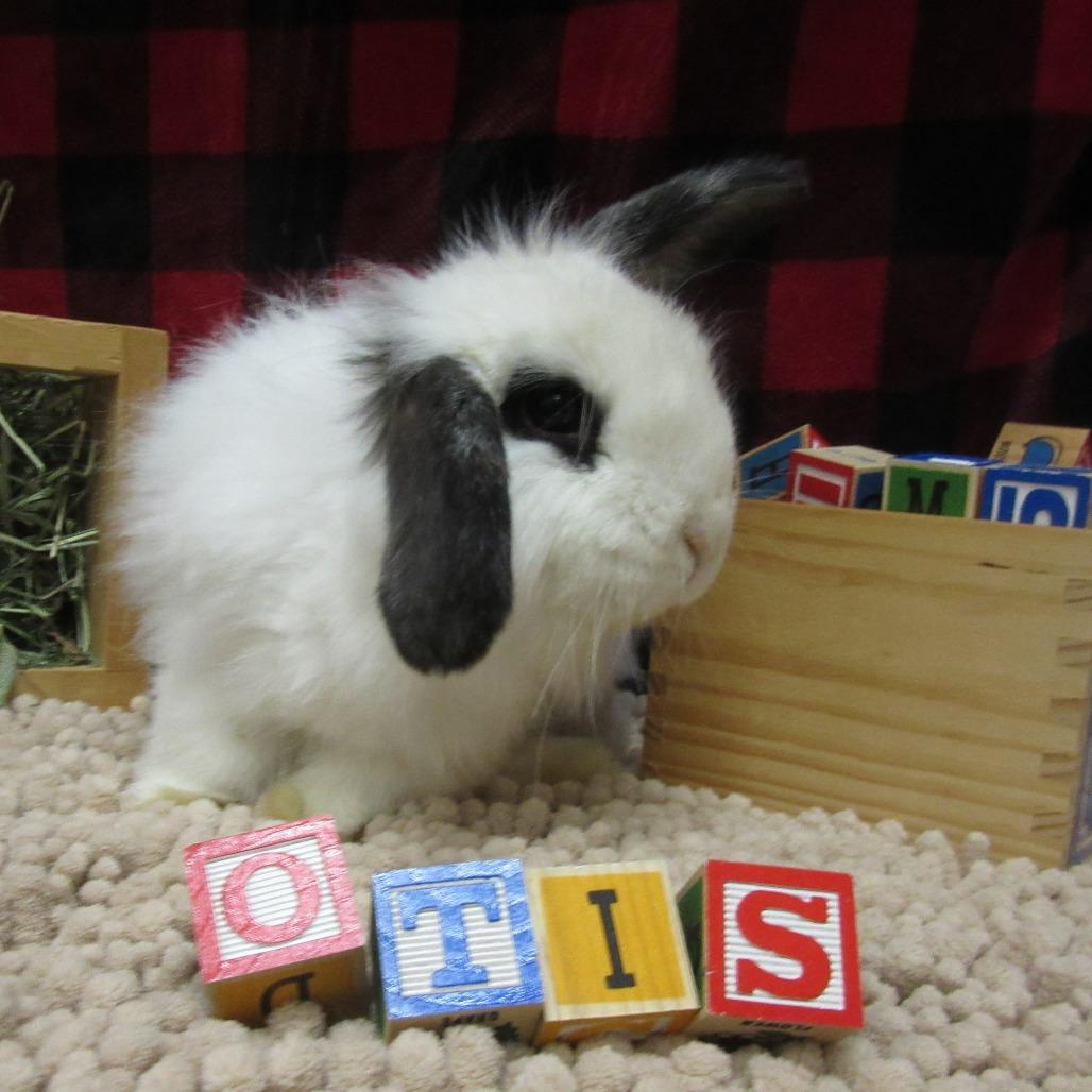 Otis, a Adoptable American Fuzzy Lop in Newport, PA image 3/4