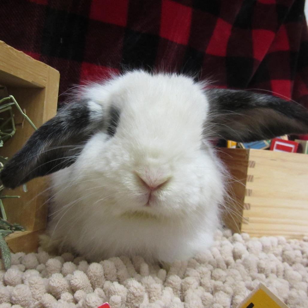 Otis, a Adoptable American Fuzzy Lop in Newport, PA image 4/4