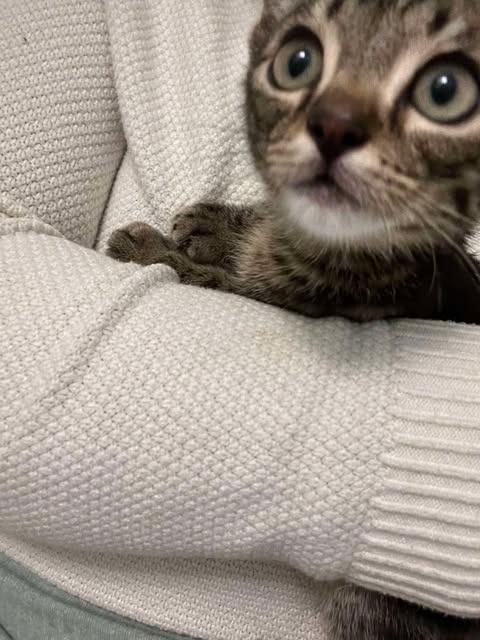 Sid (the criminal), a Adoptable Domestic Short Hair in Augusta, GA image 1/3