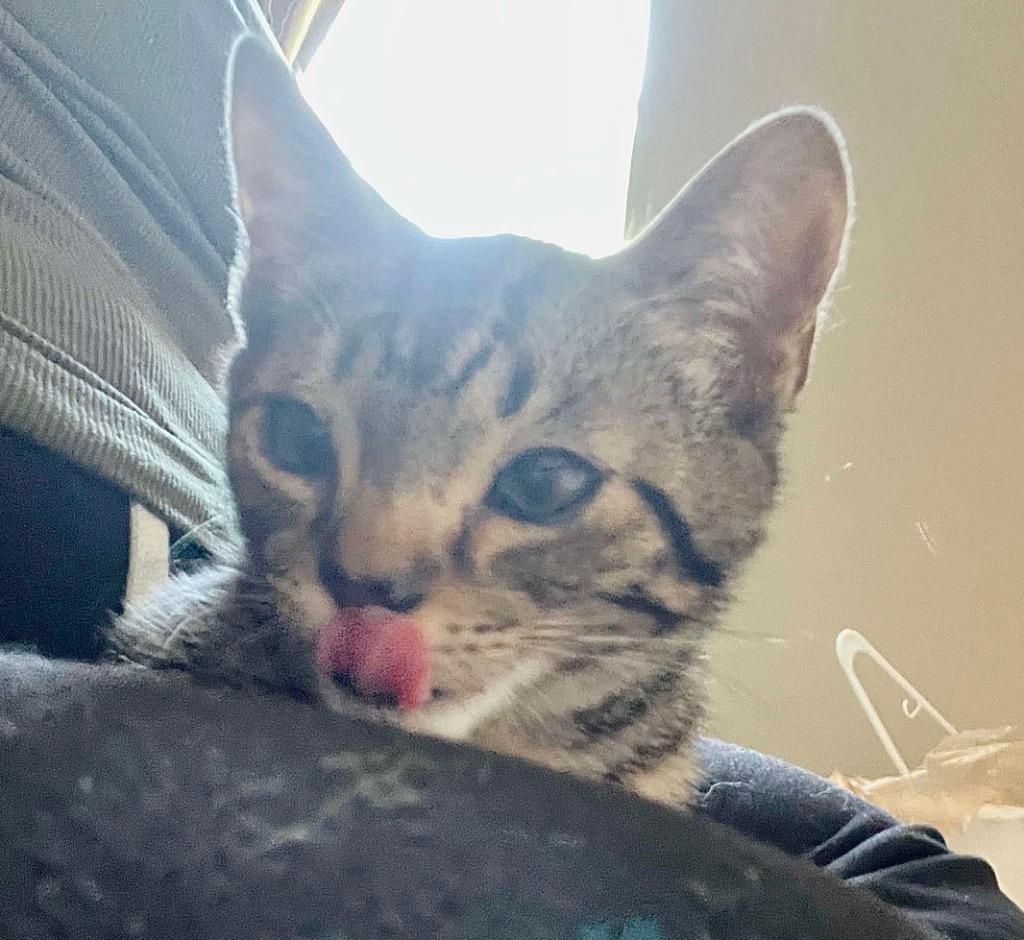 Sid (the criminal), a Adoptable Domestic Short Hair in Augusta, GA image 2/3