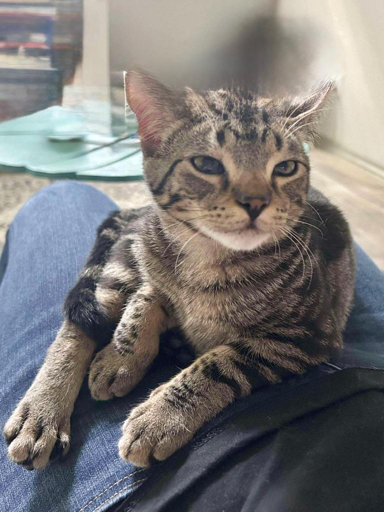 Sid (the criminal), a Adoptable Domestic Short Hair in Augusta, GA image 3/3