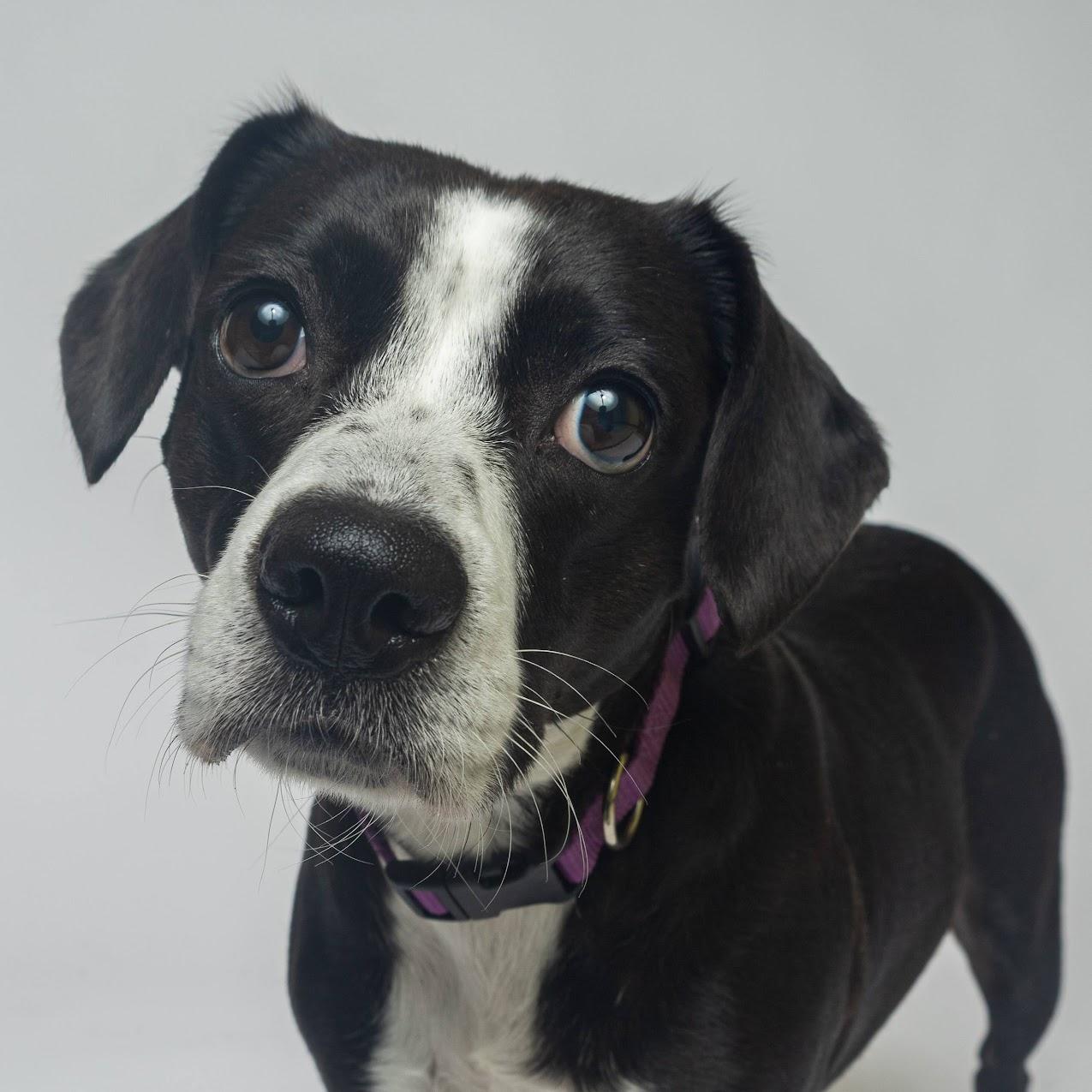 Rolo, ADOPTABLE, Adult Female Boston Terrier.